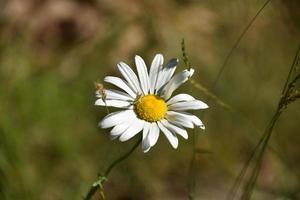 Pretty Wild Flower Amongst Long Grass in Spring photo