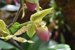 Orquídea moteada verde y roja con flores raras foto