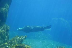 león marino nadando en su bajo el agua foto