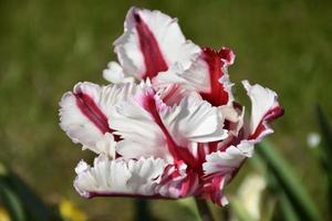 Red and White Striped Parrot Tulip Flowering photo