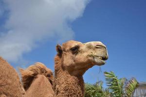 Shaggy Camel Chewing on a Bunch of Hay photo