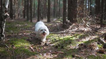 cachorro branco fofo corre alegremente pela floresta ensolarada video
