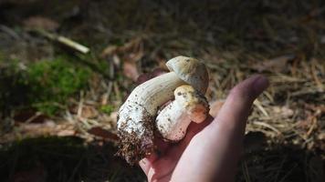 frisch gepflückte wilde Pilze, die von Hand in einem sonnendurchfluteten Wald gehalten werden video