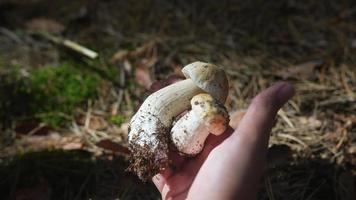 hongos silvestres recién recogidos que se sostienen a mano en un bosque iluminado por el sol video