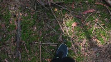 point de vue des pieds du randonneur marchant sur le sol moussu de la forêt avec des bâtons, des brindilles video