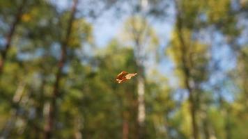la feuille d'oranger ensoleillée flotte dans l'air suspendue par une toile d'araignée dans une forêt ensoleillée video
