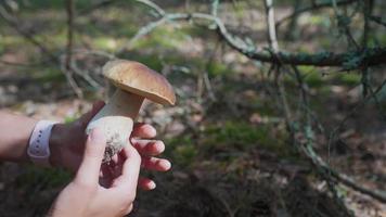 Hands turning and examining a large white and brown wild mushroom video