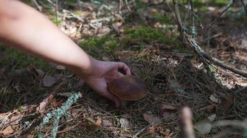 mão cuidadosamente torce e colhe um cogumelo selvagem de tampa marrom larga do chão da floresta video