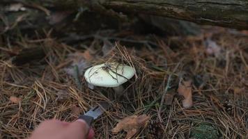 Harvesting a wild white mushroom with hand knife