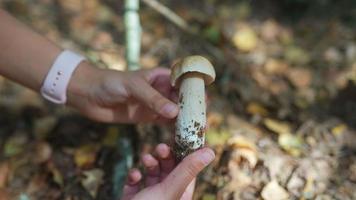 des mains féminines tiennent et tournent un champignon blanc sauvage dans la forêt video