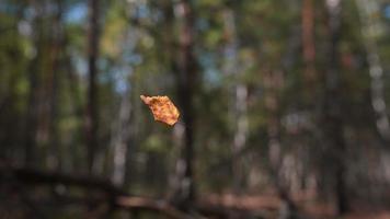 orangefarbenes Blatt baumelt in der Luft in einem sonnenbeschienenen Wald video