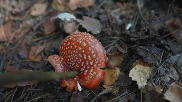 hongo de cabeza roja, posiblemente venenoso, investigado con un palo en el suelo del bosque