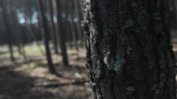 vista de árboles en el bosque, cuerpo, movimiento de cámara como si estuviera enfermo, mareado video
