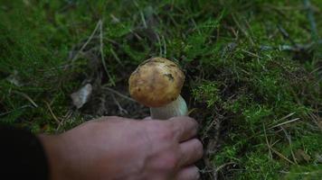 Masculine hand harvests white and brown mushroom from mossy forest floor video