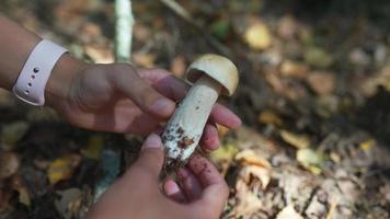 des mains féminines examinent un champignon blanc récolté sur le sol de la forêt video