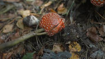 hongo de cabeza roja, posiblemente venenoso, investigado con un palo en el suelo del bosque video