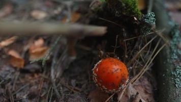 Red capped mushroom with white spots poked, investigated with stick