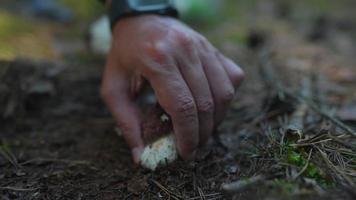 Masculine hand harvests wild mushroom for forest floor