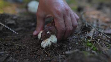 Masculine hand harvests wild mushroom for forest floor with knife video