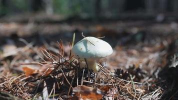 champignon à tête blanche niché dans une aiguille de pin est piqué, étudié avec un bâton video