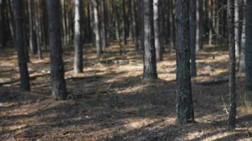 View from inside a partially shaded forest with handheld camera video