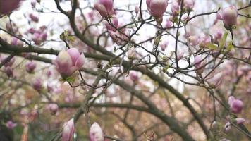 Handheld moving view of pink buds on a magnolia tree video