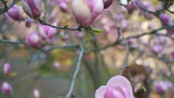 langsame Handkameraansicht von rosa Knospen und Blüten auf einem Magnolienbaum video