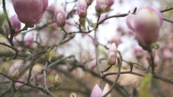 Handheld moving view of pink buds on a magnolia tree video