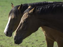 Beautifull horses in germany photo