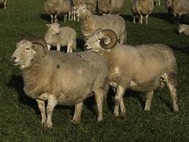 Sheeps on a Meadow in germany photo