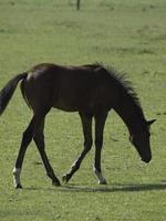 Horses in westphalia photo
