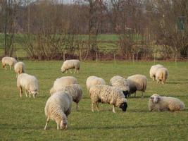 sheep herd in germany photo