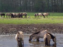 wild horses in the german muensterland photo