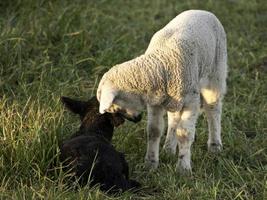 Sheeps on a Meadow in germany photo