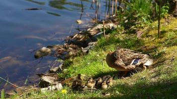 Brown mother duck and ducklings sit at edge of water in the grass on a sunny day