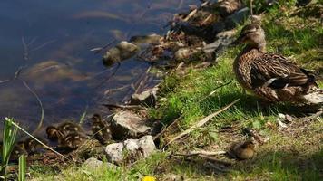 Brown mother duck and ducklings sit at edge of water in the grass on a sunny day video