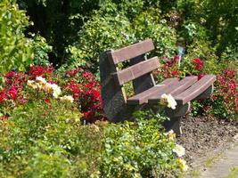 flowers in the garden photo