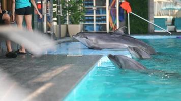 los delfines en la piscina hacen trucos siguiendo las órdenes del entrenador video