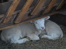 sheeps in westphalia photo