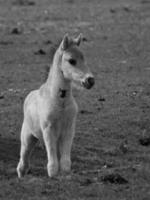 caballos salvajes en un prado en alemania foto