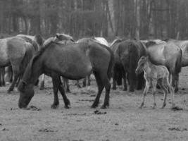 wild horses in germany photo