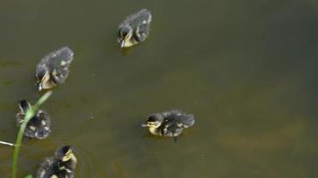 Ducklings swim with their mother duck in a pond near the grass bank
