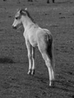 wild horses in germany photo