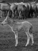 wild horses in westphalia photo