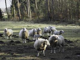 ovejas en el muensterland alemán foto