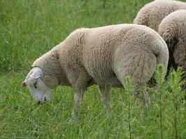 sheeps in the german muensterland photo