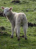 lambs on a meadow in germany photo