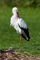 storks, in germany photo