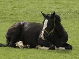 cute foals and horses photo