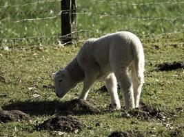 sheeps on a meadow in westphalia photo